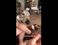 Collab Clips MPUGC - Dog approaching dad for ice cream 