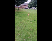 Dog gets treats after fetching the ball