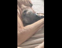 Pet dog with tongue slightly sticks out when asleep