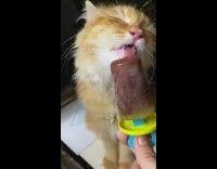 Orange cat eats popsicle treat blue stick 