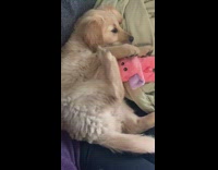 Golden retriever puppy dog pink elephant toy 