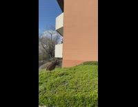 Baby goat climbing through bushes 