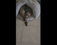 Cat sleeps on a weird position on bed