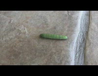 Green caterpillar crawl on ground