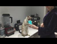 Brown cat stands eats beans blue can 