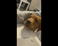 Brown puppy put head on the table