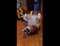 Dog relaxed by sound of harp