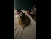 Dog catches and humps pillow in bed