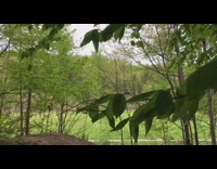 bike jump fail trees dirt