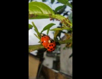 Lady Bug Feeds on Aphids while Partner Holds Behind