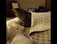 Cat crawls out from under grey blanket 