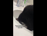 Cat put arm inside sink drainage hole