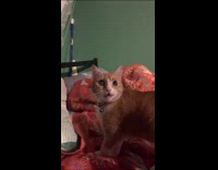 Collab PLC - Compilation of cat meowing