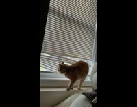Orange cat crawls through window blinds 