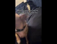 Chihuahua gets in trouble for pee spot