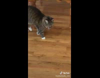 Cat meow does not like owners at home 