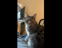 Grey cat sneeze directly to the camera