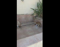 cats pulling on snake 