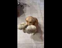 Dog whining bites toy ask for pet