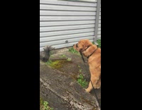 golden retriever looking at dog statue 