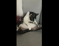 Cat sitting upright grooms itself on couch 