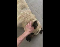 Stray dog tell dont stop rub head