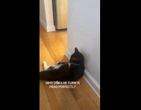 Cat sitting upright on floor with peener snipper audio