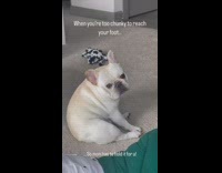 Dog too chunky to scratch head with foot