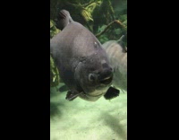 Black fish in aquarium looks like smiling