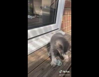 Grey kitten cat plays with blue pacifier 