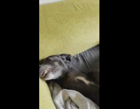 Greyhound dog sleeps on back with arms up