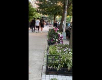 Person disguised as flower pot at street