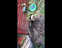 Pet dog emerges from the hole under the garden house