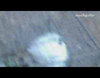 White dog gets trapped in rabbit cage 