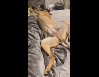 Dog sleeps on back legs spread out