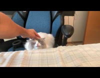 Cat loves head pats