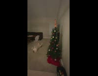 Dog lays still on back 