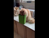 Cat head stuck on paper bag handle