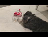 Brown dog barks and plays with empty red soda bottle 
