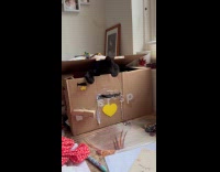 Cat inside box defends house from owner
