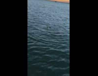 Something swims underwater blue ocean sunset boat 