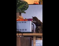 Cat Pushes Down Food Container on Top of Microwave