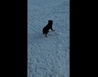 Dog walks in snow wearing snow boots