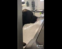 Collab BitchMP - Black dog walking on treadmill 