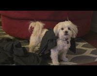 Dog hear peanut butter get out towel