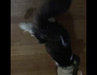 Cat wearing cone shakes paws while walking 