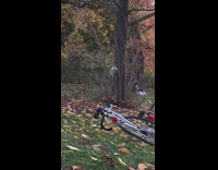 White albino squirrel climbs park tree 