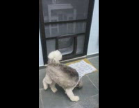 Dog uses doggie door for the first time and gets a treat