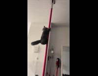 Black cat slides down pole