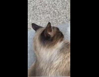 Guy brushes cat makes glasses with fur